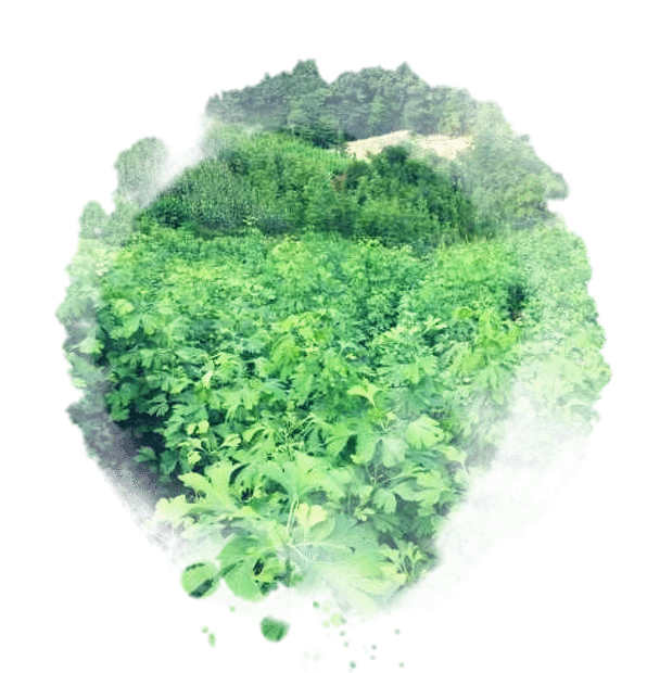 四川省源地中藥材種植有限責(zé)任公司